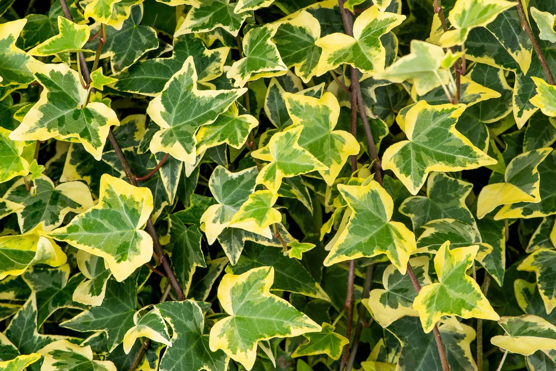 Green Screens detail